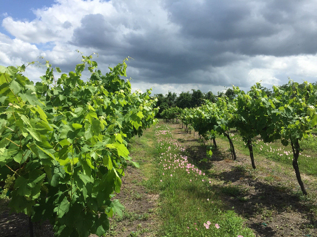 Windy Winery景点图片