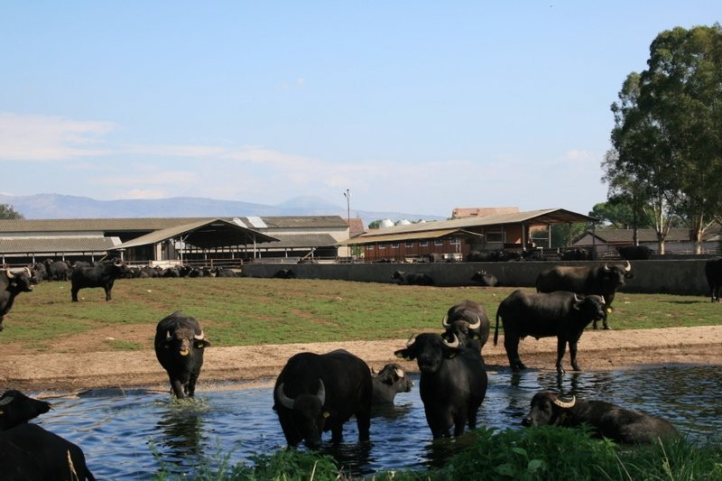 Azienda Agricola Torre Lupara景点图片