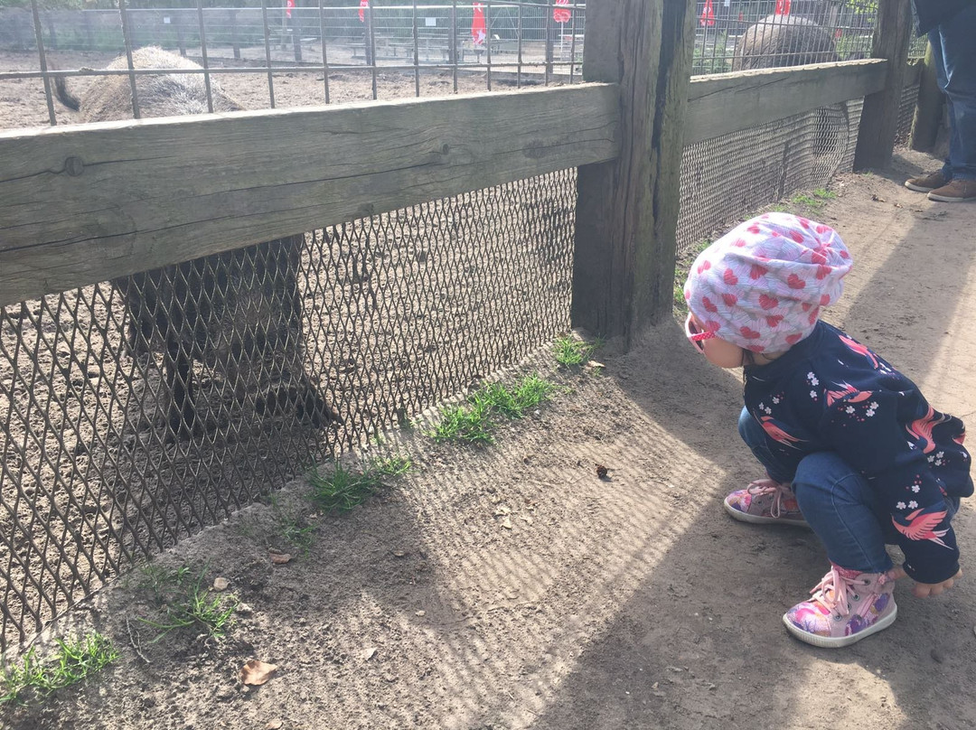 Wild- und Freizeitpark Ostrittrum景点图片