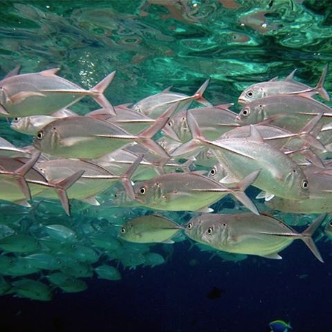 Scuba Centre Maldives-胡鲁马累必去景点
