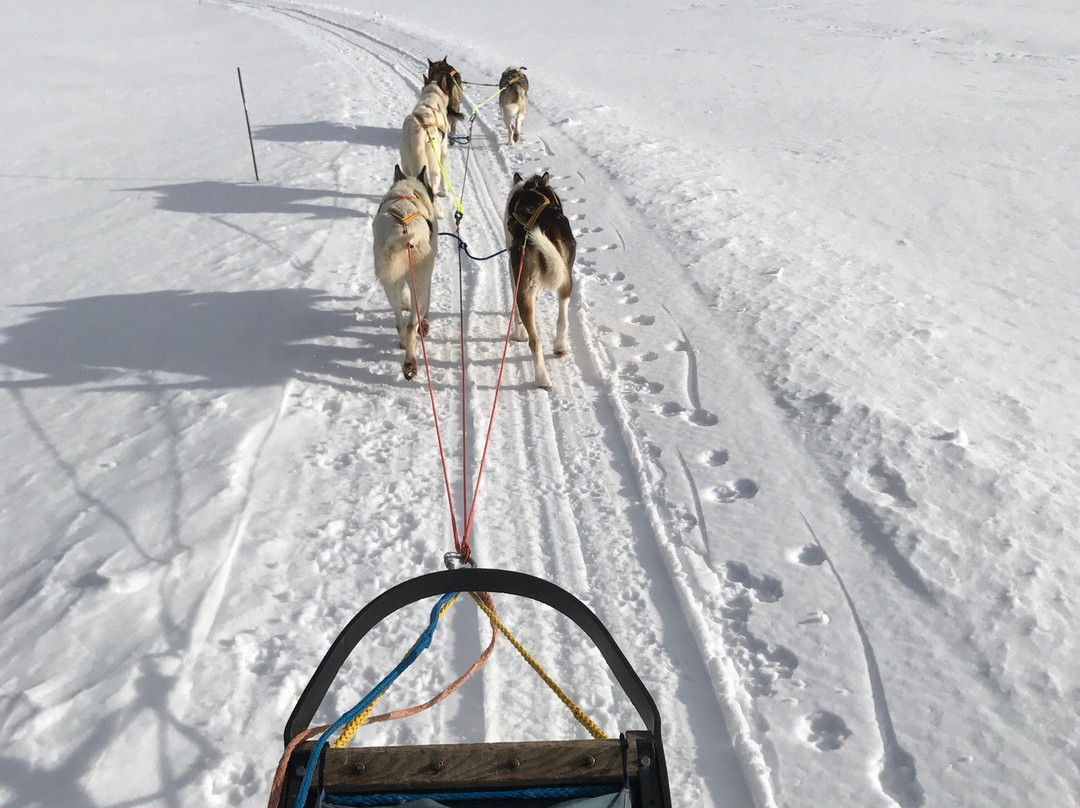 Roros Husky Day Tours景点图片