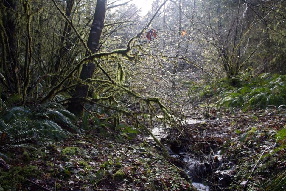 OSU McDonald-Dunn Research Forest-科瓦利斯必去景点