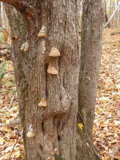 Hockley Valley Provincial Nature Reserve-Mono必去景点