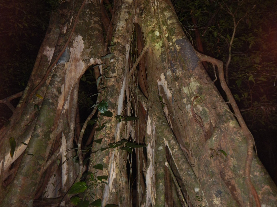 Jungle Adventures Night Walk-Cape Tribulation必去景点