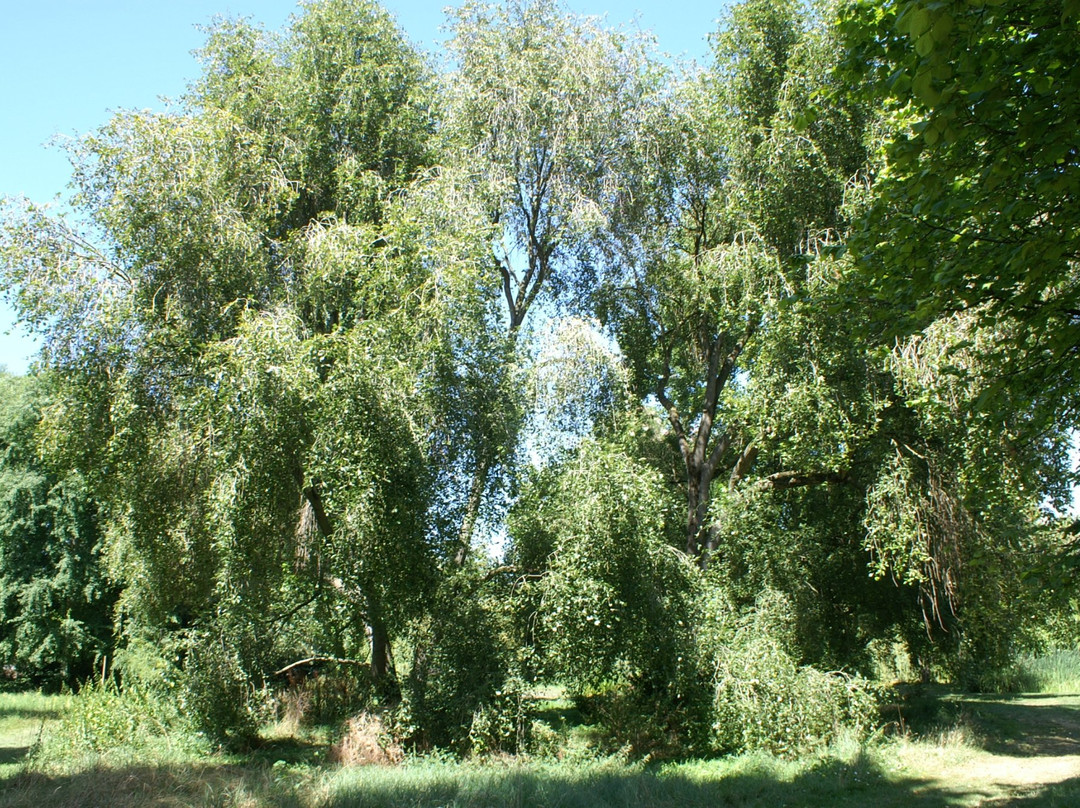 Arboretum Du Bois De Vincennes景点图片
