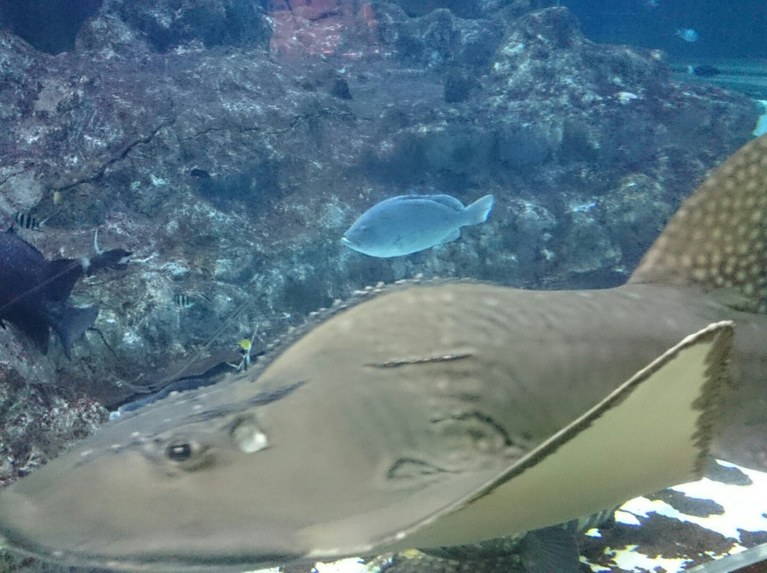 Kochi Prefectural Ashizuri Kaiyokan Aquarium-土佐清水市必去景点