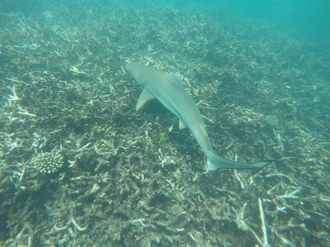 Ypsylon Diving-尼拉瓦利必去景点