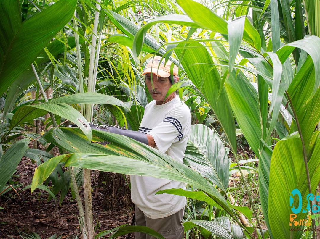 Osa Rural Tours-彭塔雷纳斯必去景点