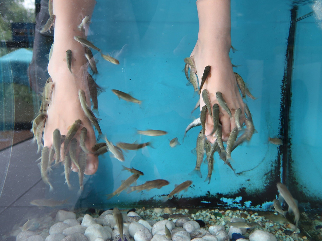 Spa Aquarium-Cala Ratjada必去景点