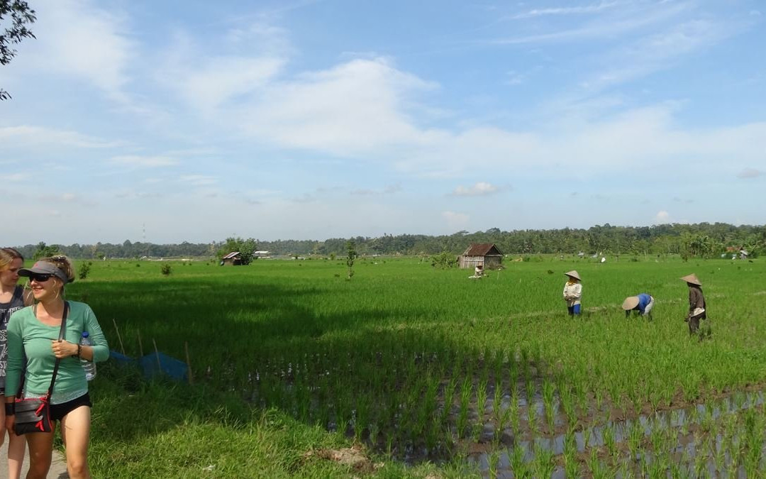 Ubud Camp景点图片