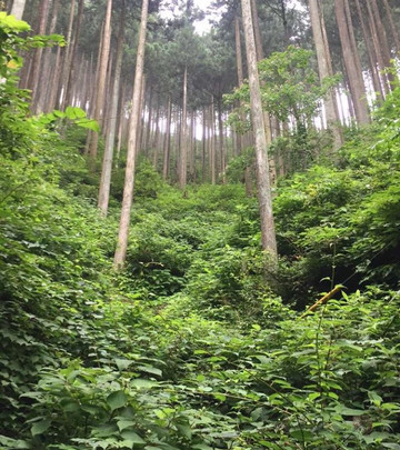 Okutama Visitor Center-奥多摩町必去景点