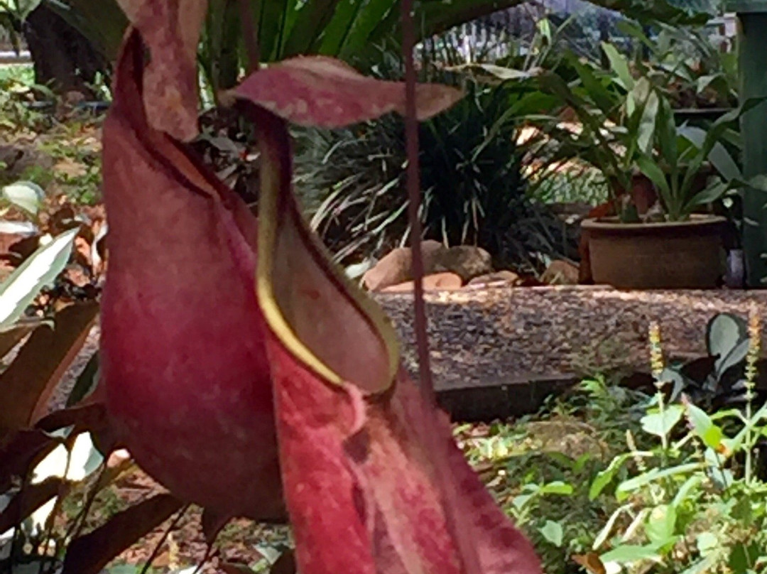 Pitcher Plants Garden-古晋必去景点