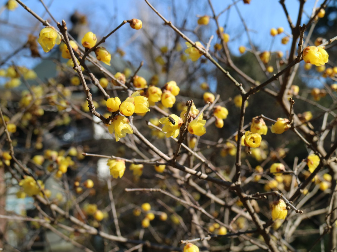 Tyozenji Temple-取手市必去景点