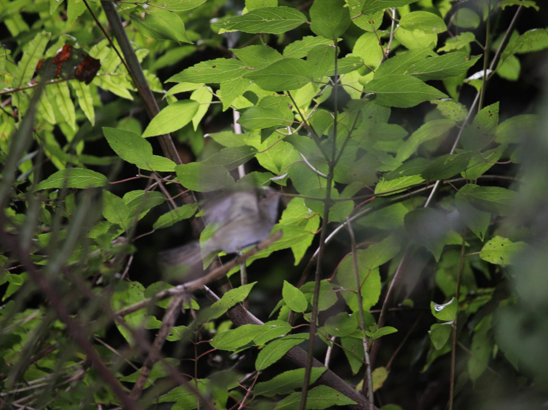 Puerto Octay旅游景点-Reserva Forestal Edmundo Winkler