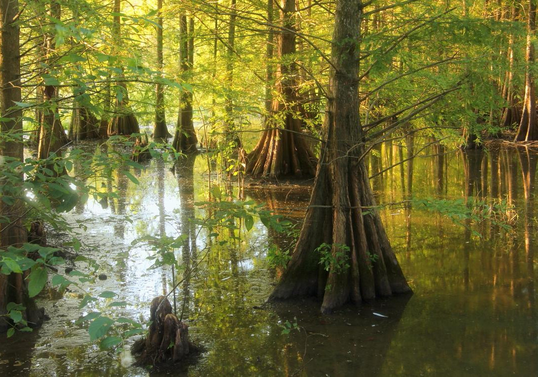 Bogue Chitto National Wildlife Refuge景点图片