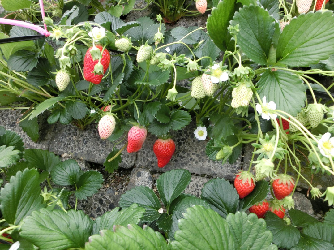 Ishigaki Strawberries景点图片