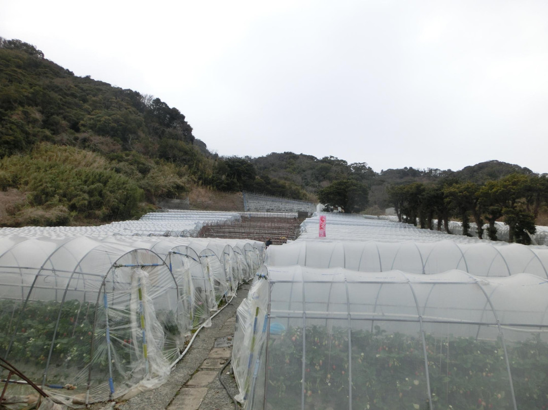 Ishigaki Strawberries景点图片