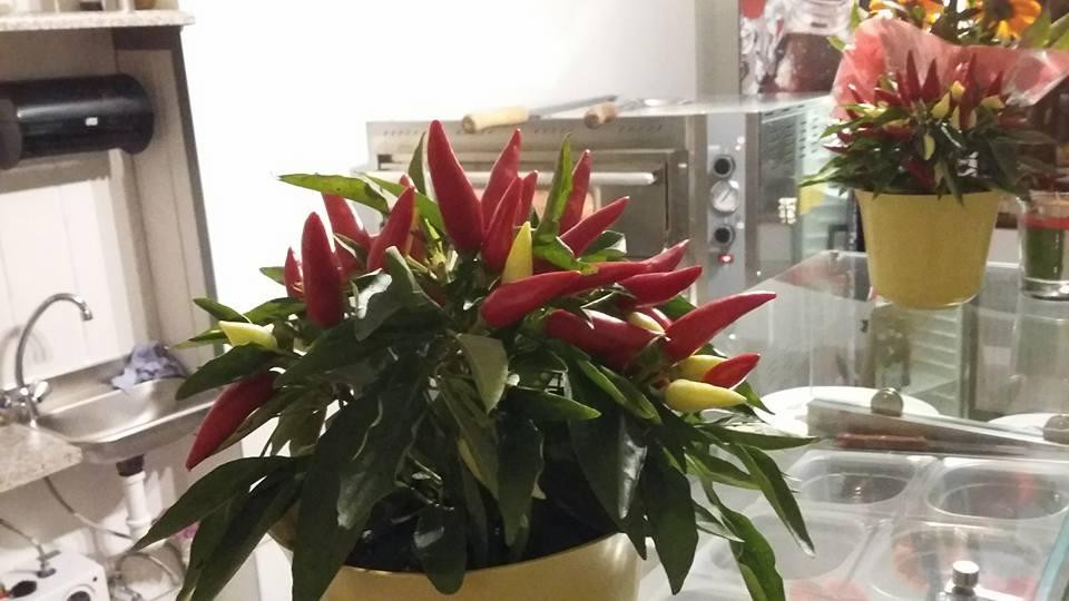 弗赖贝格餐馆和美食-Italia Pizzeria Osteria