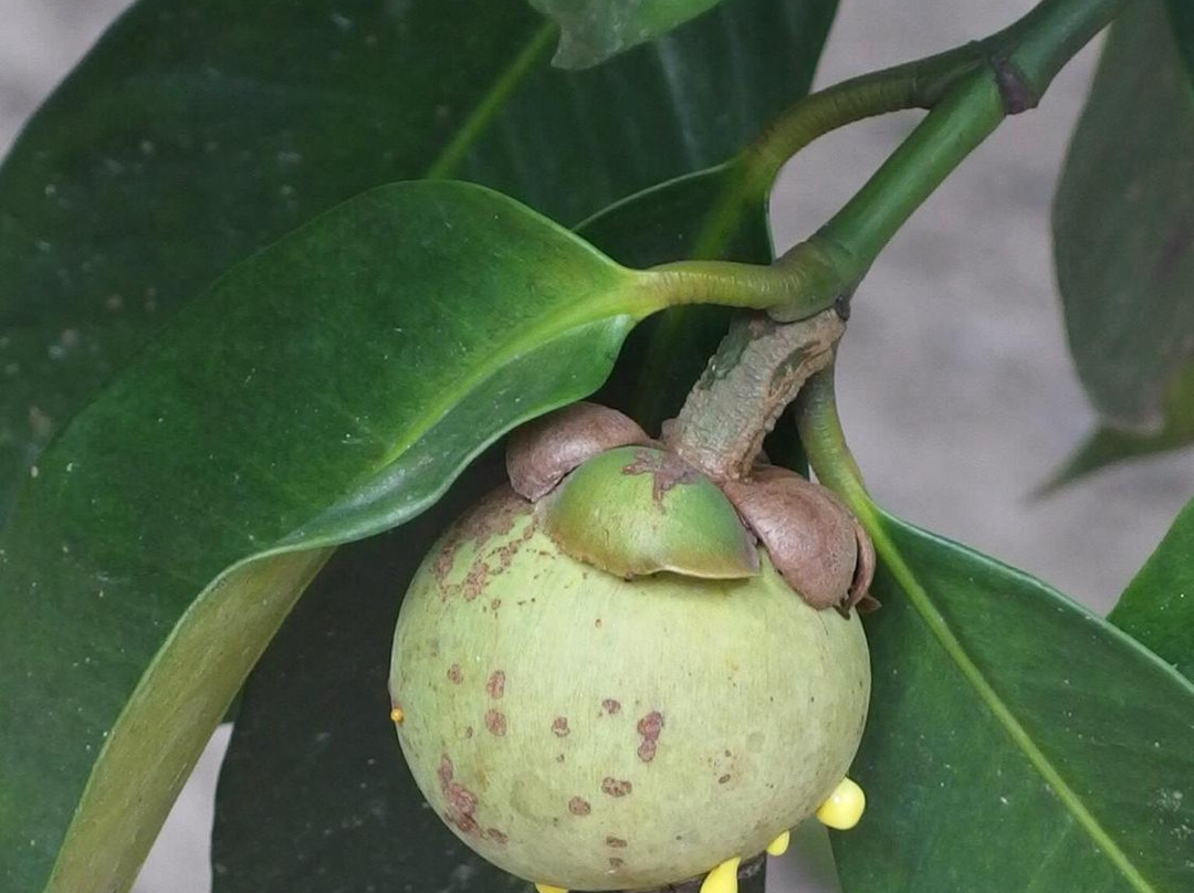 Suan Paiboon-罗勇必去景点