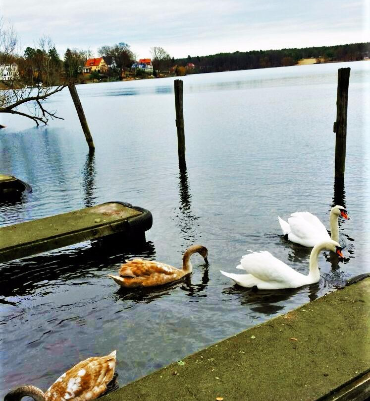 Hotel Seegarten主图