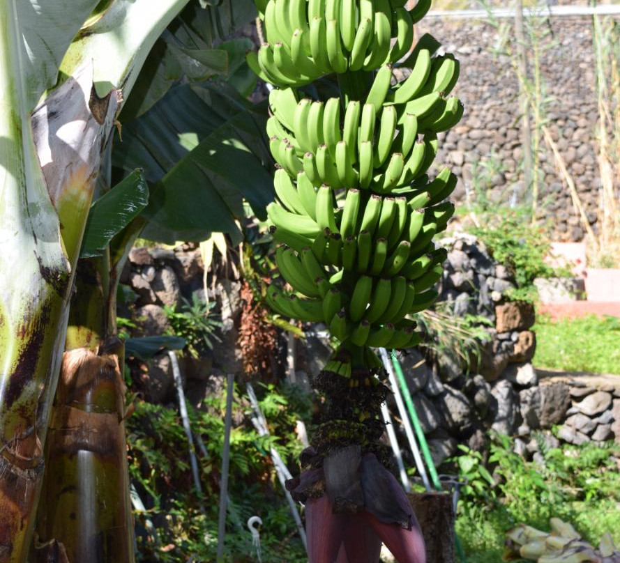 Jardin de Frutas Tropicales-Valle Gran Rey必去景点