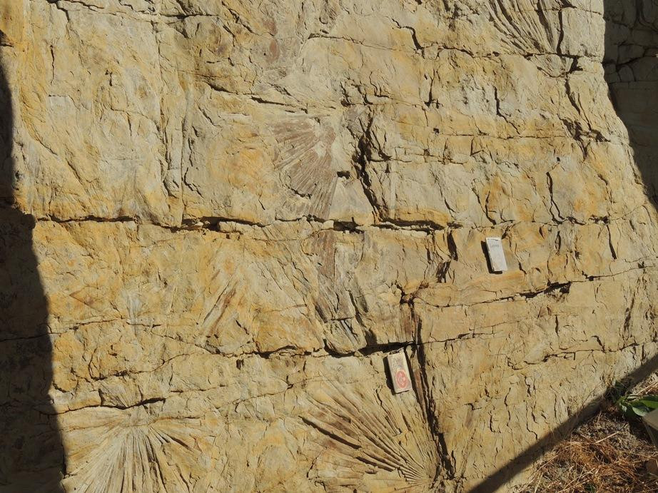 Triceratops Trail-戈尔登必去景点