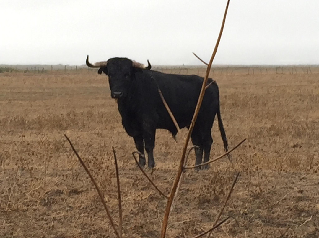 Al-Taurus Safari景点图片