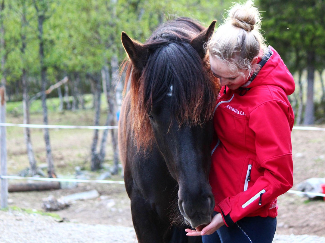 Venabustallen Horse Riding-Venabygd必去景点