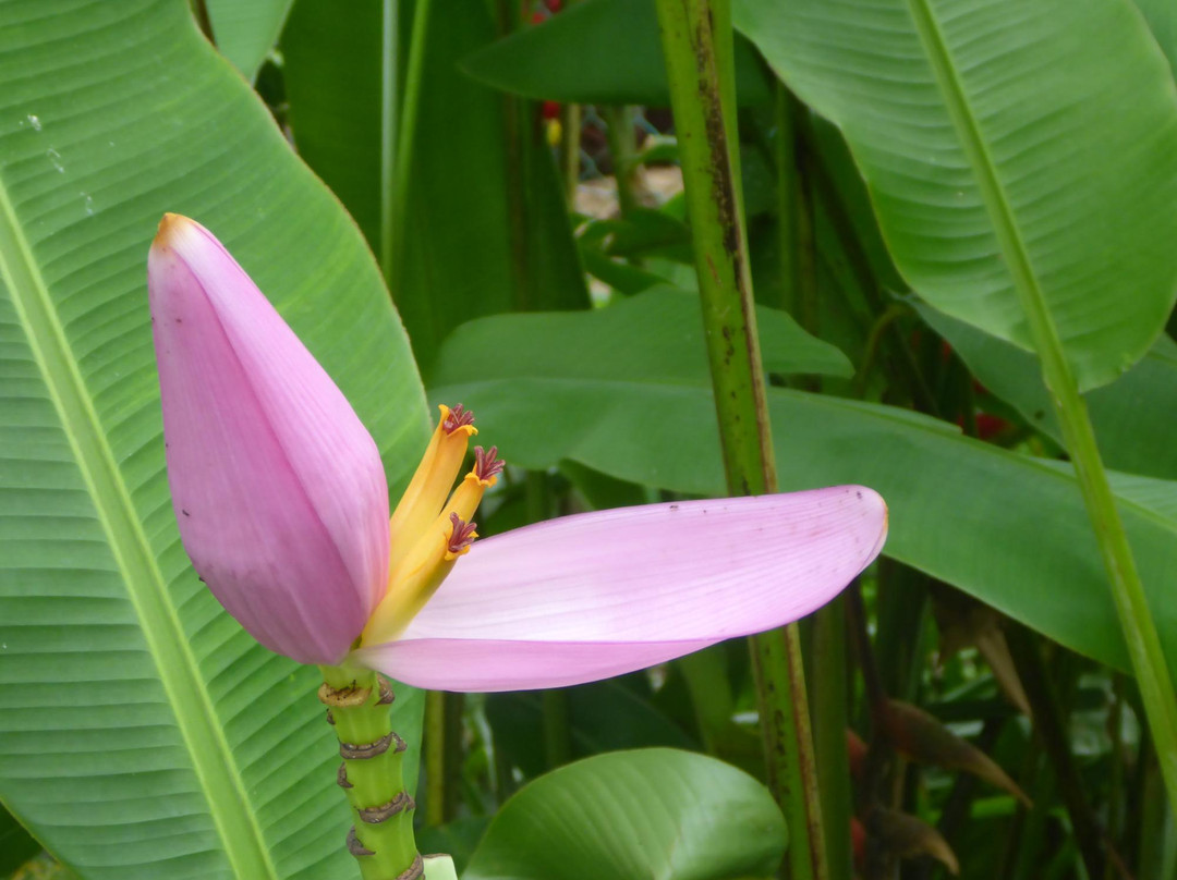 Shalom Valley Park-亚庇必去景点