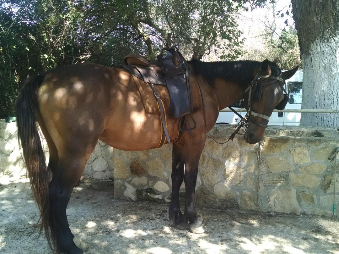 Athina & Dennis Horse Riding Centre-提斯里菲必去景点