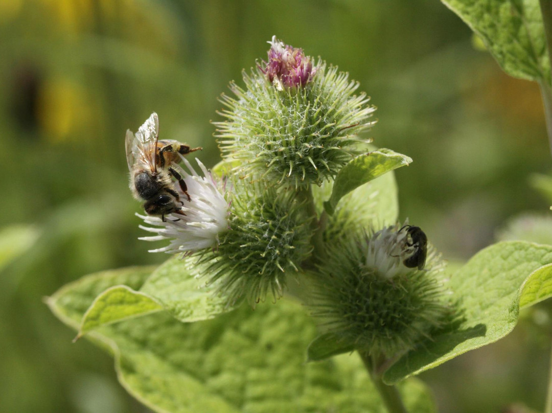 Springfield Bog-阿克伦必去景点