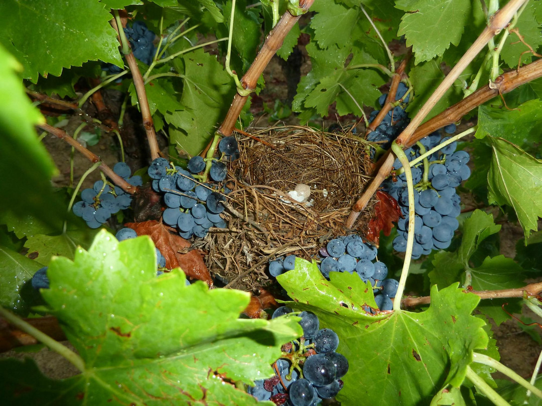 Domaine De Roquemale-Villeveyrac必去景点