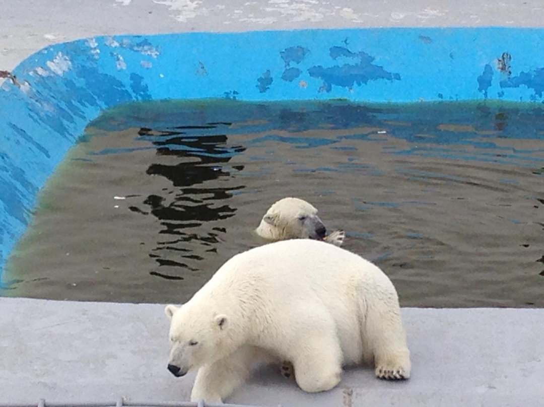 Yakutsk Zoo Orto Doidu景点图片