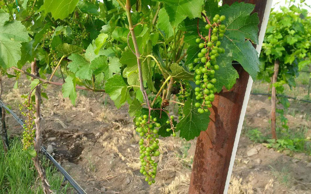 Ten Spoon Vineyard and Winery-米苏拉必去景点