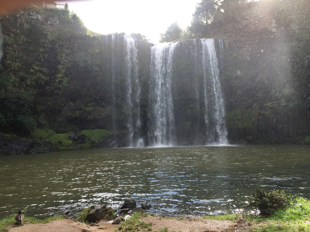 Whangarei Falls景点图片