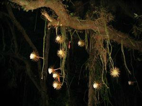 Happehatchee Center-埃斯特罗必去景点