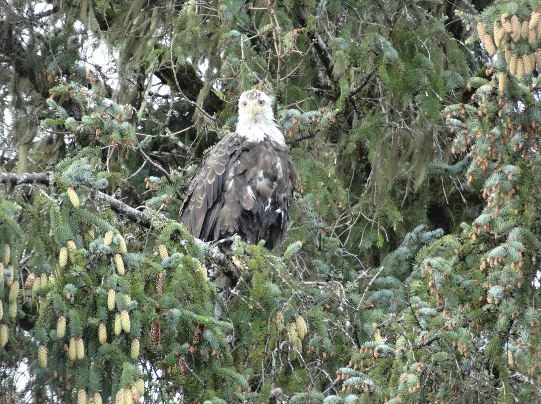 Eagle Beach-朱诺必去景点