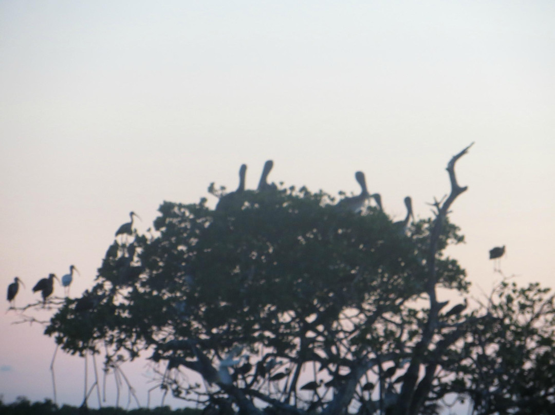 Chokoloskee Island Charters景点图片