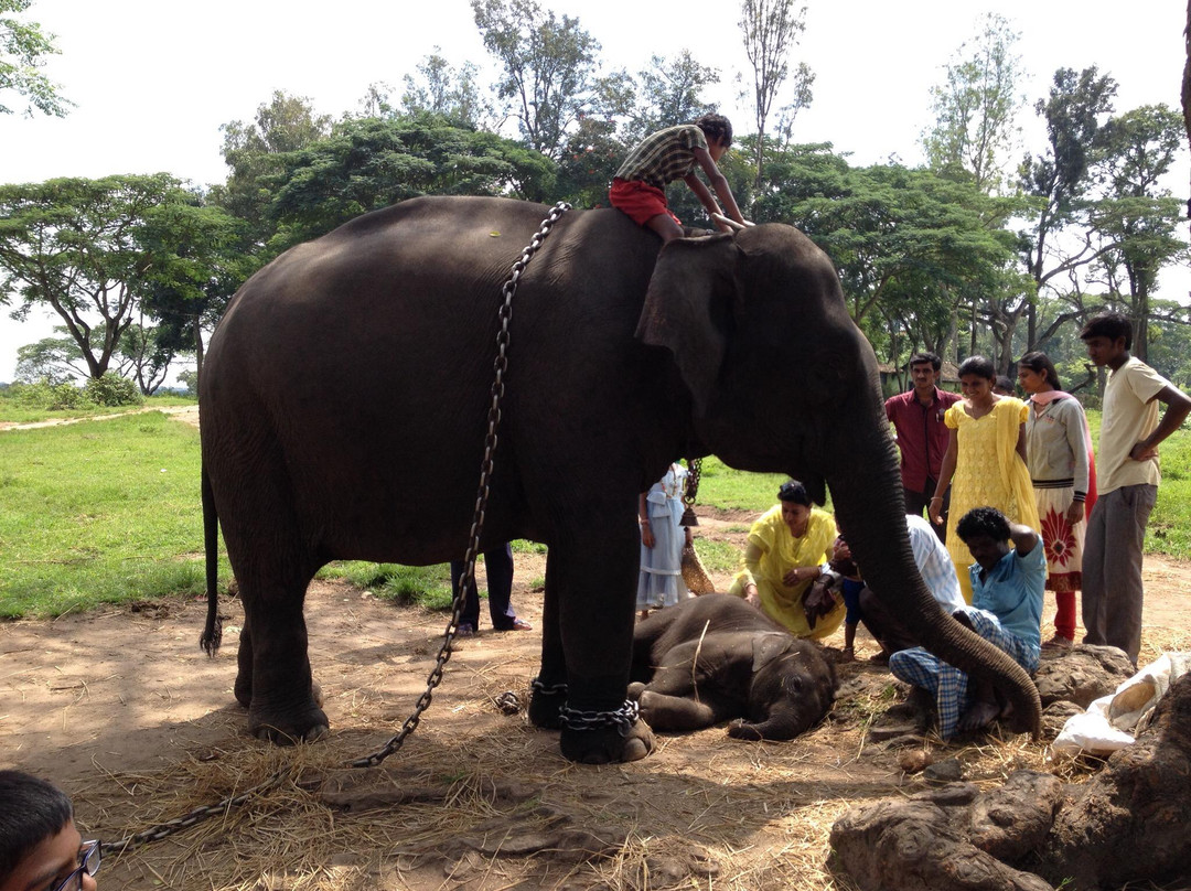 Dubare Elephant Camp景点图片
