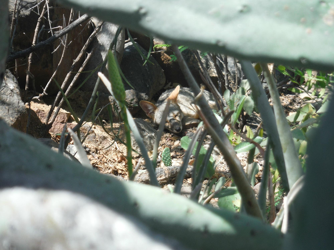 Chaparri Reserve-Chongoyape必去景点