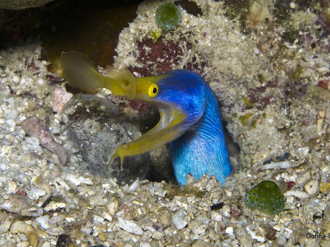 Dohna Dives-邦劳岛必去景点