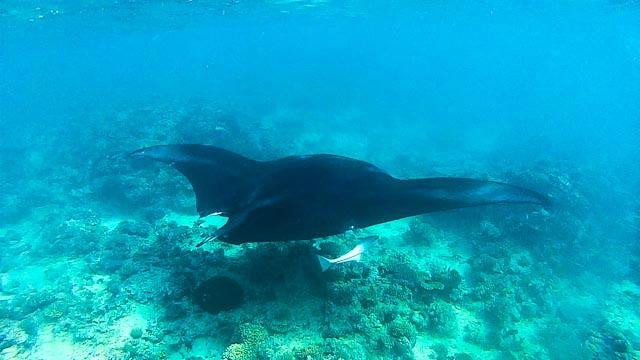 Ulunikoro Marine Conservation Area-卡达武岛必去景点