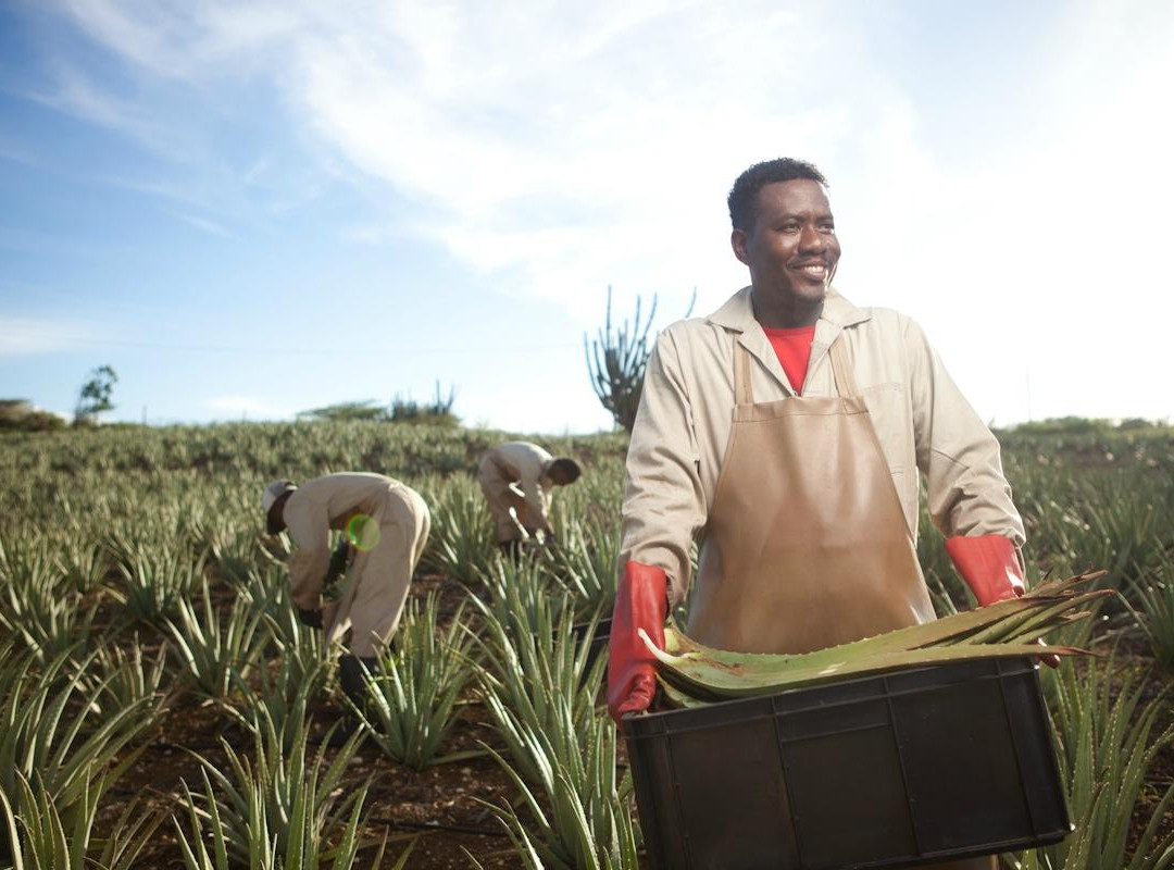 The Aloe Vera Curacao, Home of Curaloe Tour-威廉斯塔德必去景点