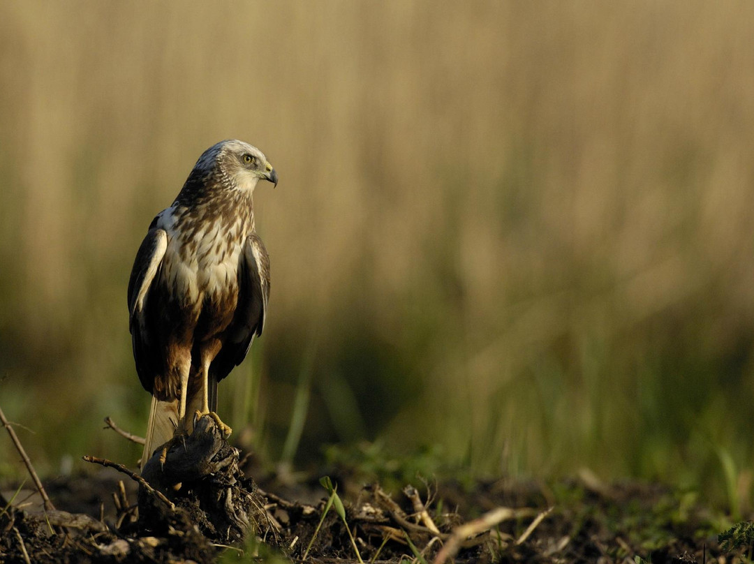 Sculthorpe Moor Nature Reserve-Fakenham必去景点