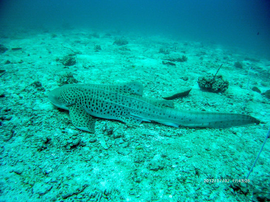 D&R潜水之旅-兰塔岛必去景点