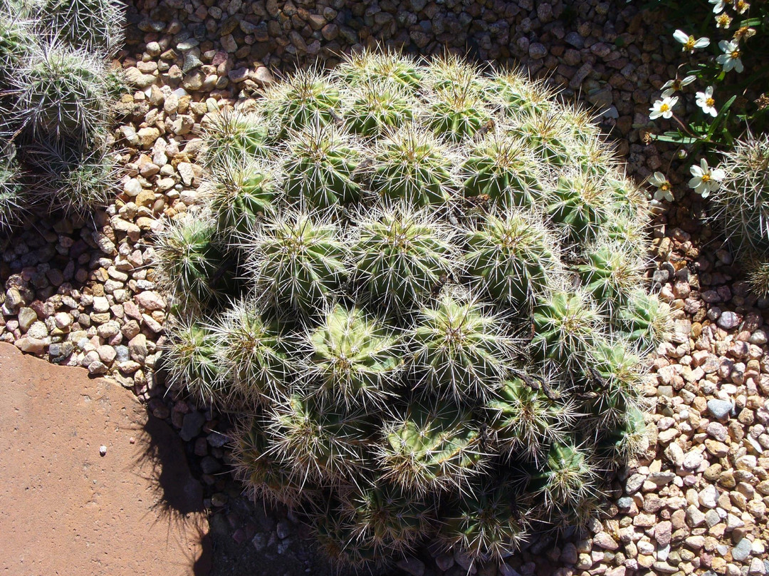 Santa Fe Botanical Garden-圣菲必去景点