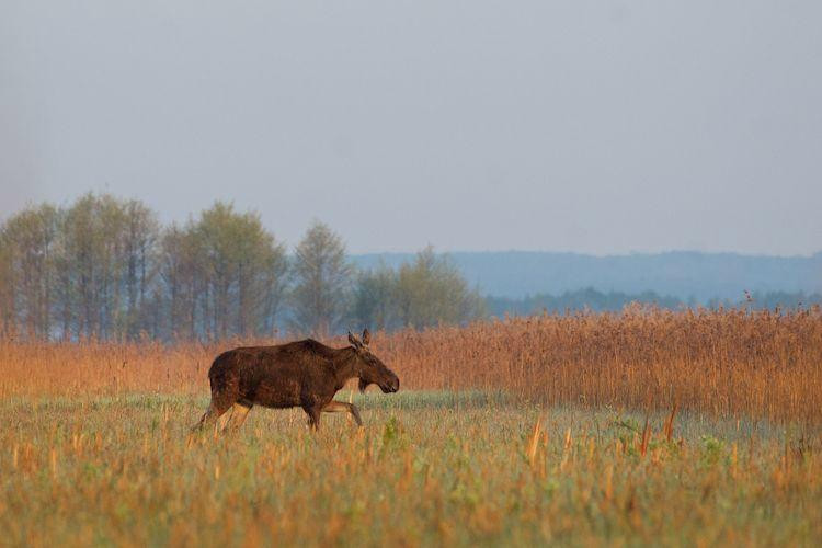 Wild Poland Wildlife Tours景点图片
