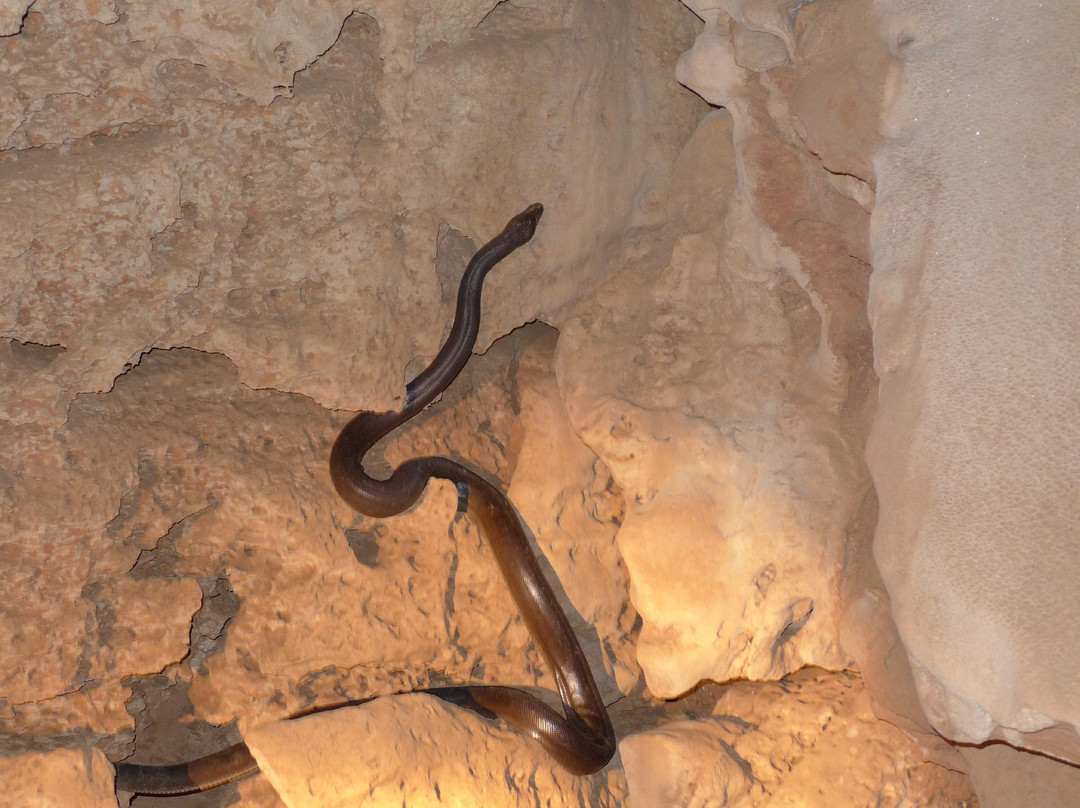 Cutta Cutta Caves Nature Park-凯瑟琳必去景点
