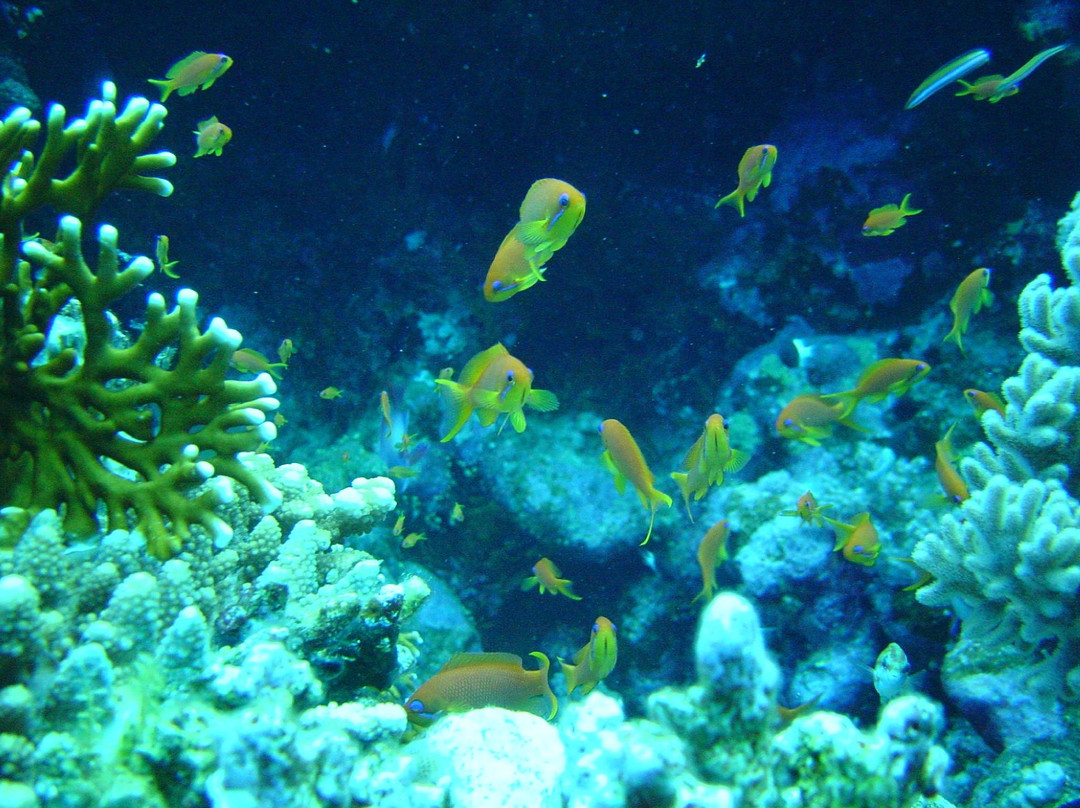 ZaBaRGaD House Reef-Hamata and Berenice必去景点
