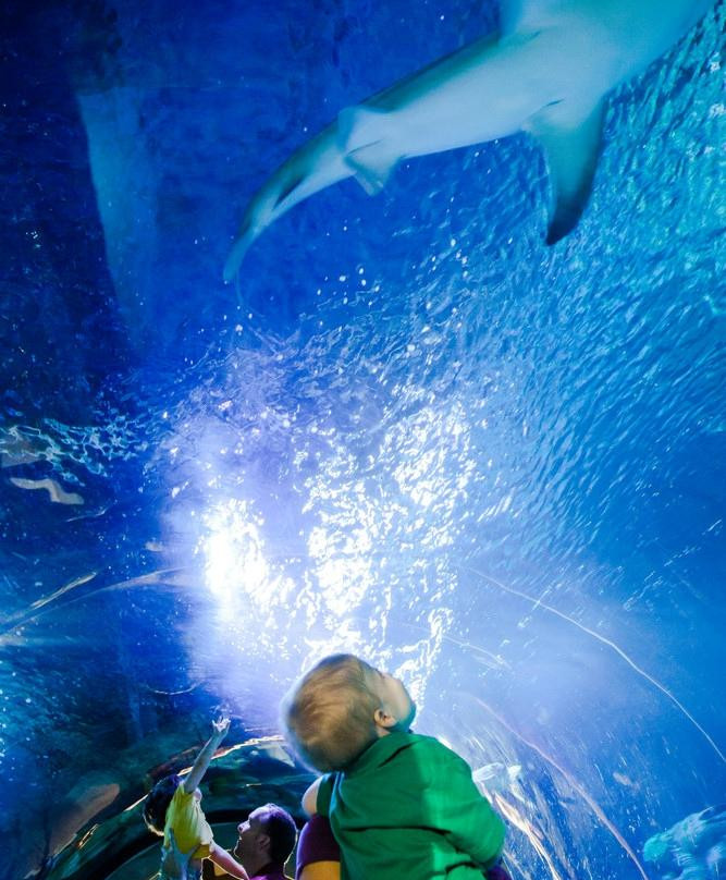 SEA LIFE at Mall of America-布卢明顿必去景点